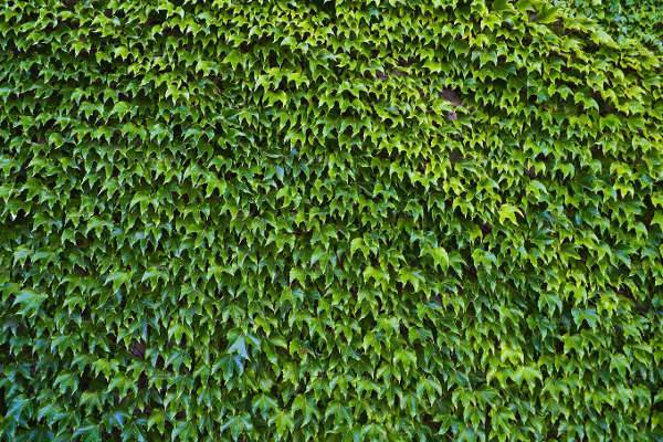 ivy leaf seamless texture