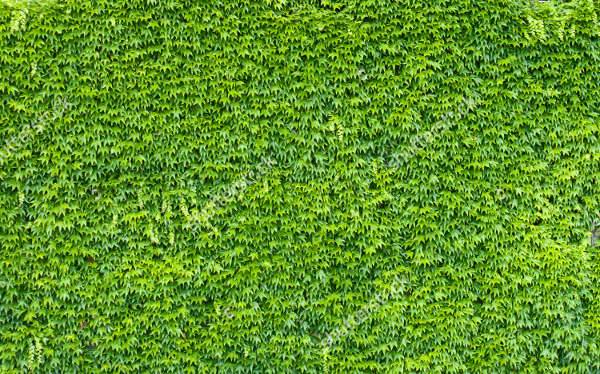 simple png ivy texture
