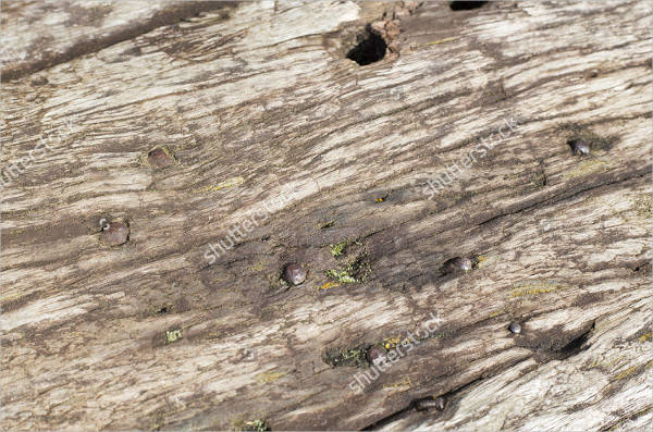 rustic wood texture vector
